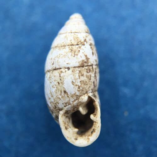 #7 Chondrula tridens 12.1mm Hungary Enidae