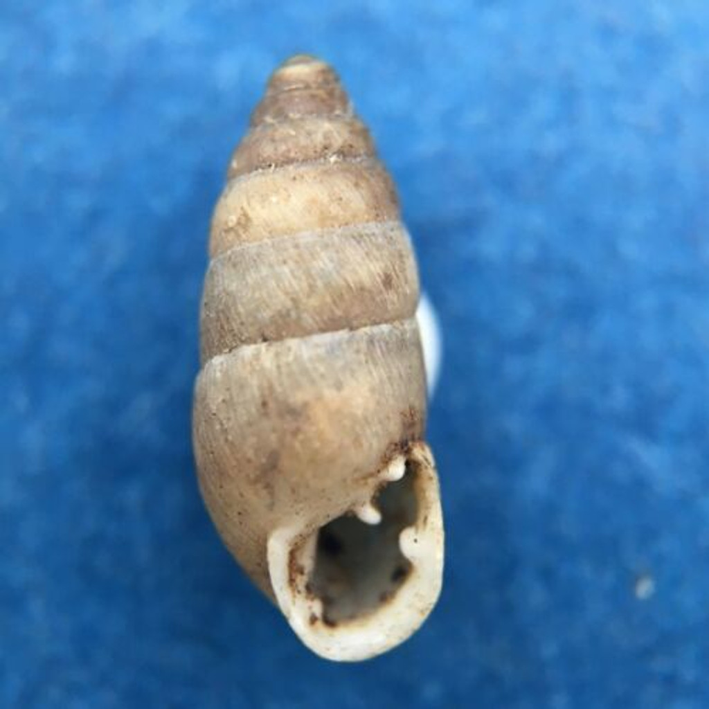 #8 Chondrula tridens 10.2mm Hungary Enidae