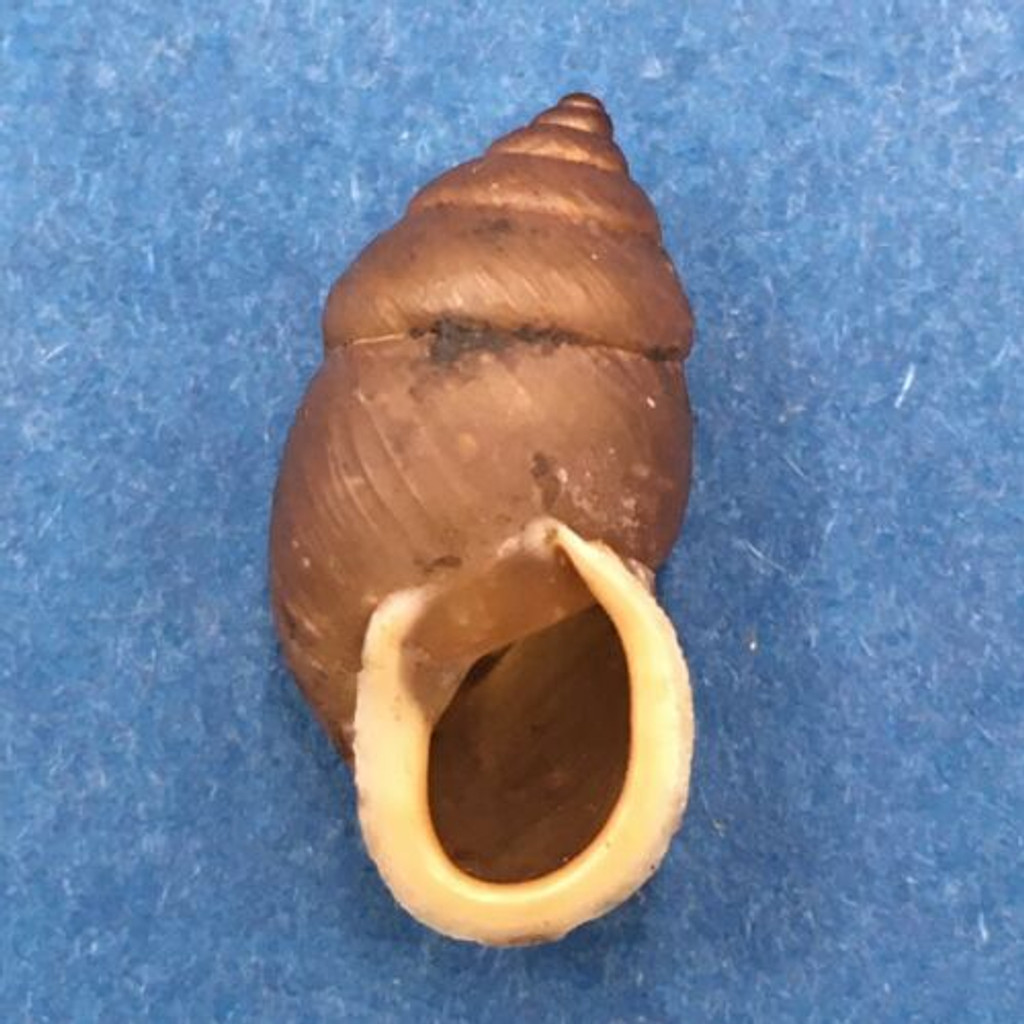 #18 Pupinidius nanpingensis 19.9mm South Gansu, China Enidae