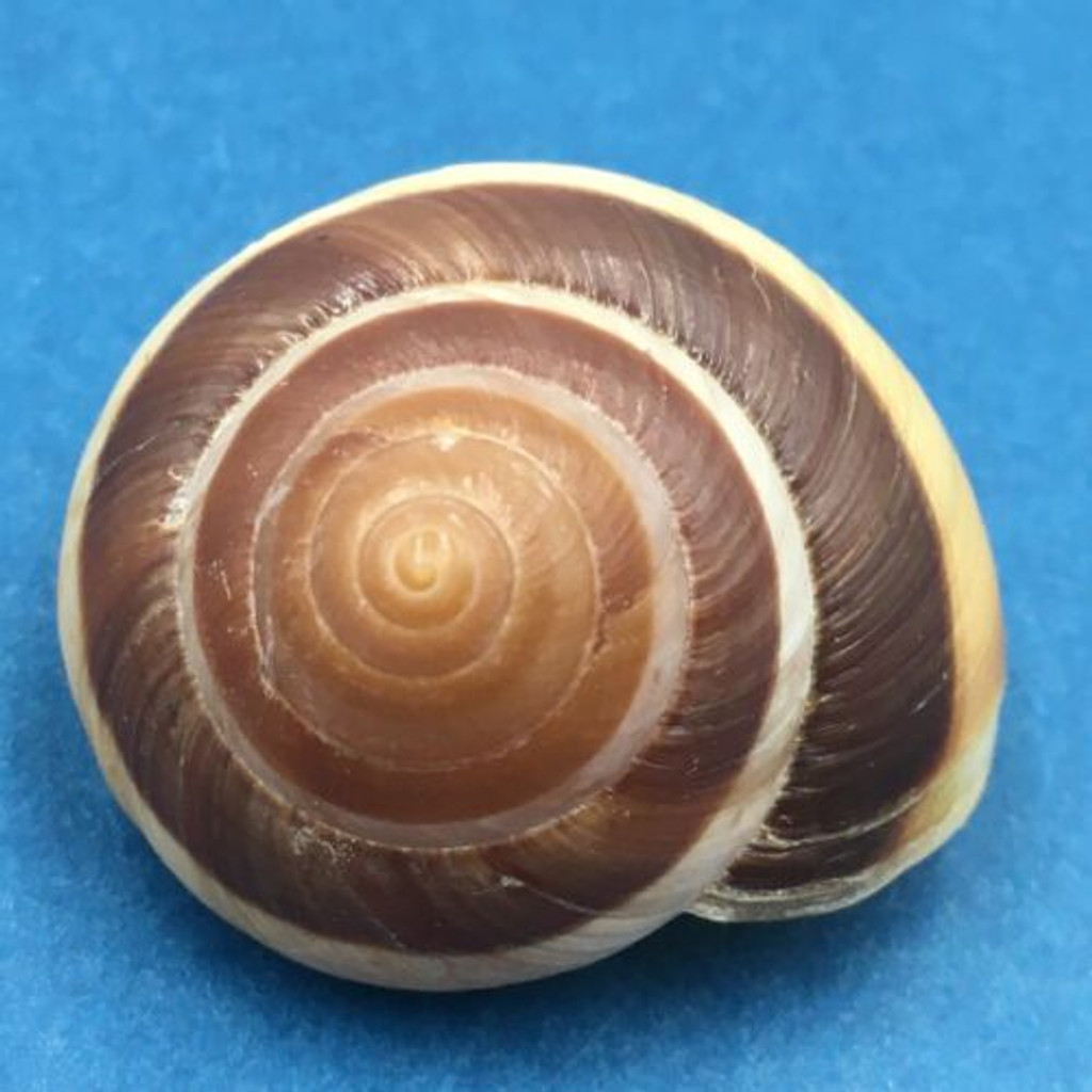 #5 Asperitas trochus melanoraphe 30.6mm Nusa Penida, Bali, Indonesia, Dyakiidae