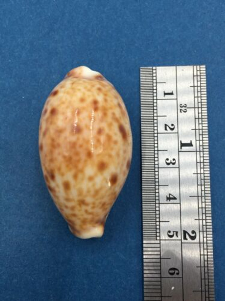 #23 Cypraea (Lyncina) lynx 46mm Samar Is. East, Philippines In Rocks, Low Tide