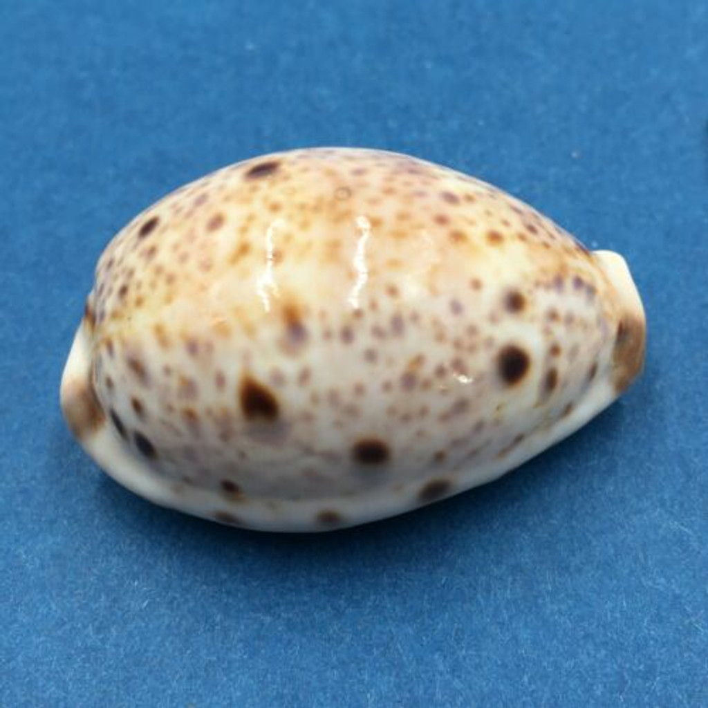 #21 Cypraea (Lyncina) lynx 39mm Samar Is. East, Philippines In Rocks, Low Tide