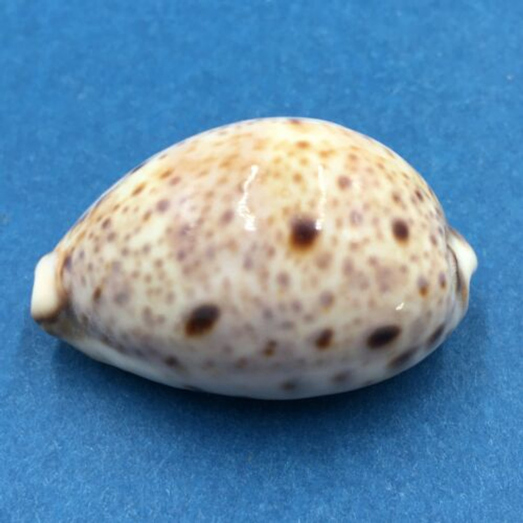 #21 Cypraea (Lyncina) lynx 39mm Samar Is. East, Philippines In Rocks, Low Tide