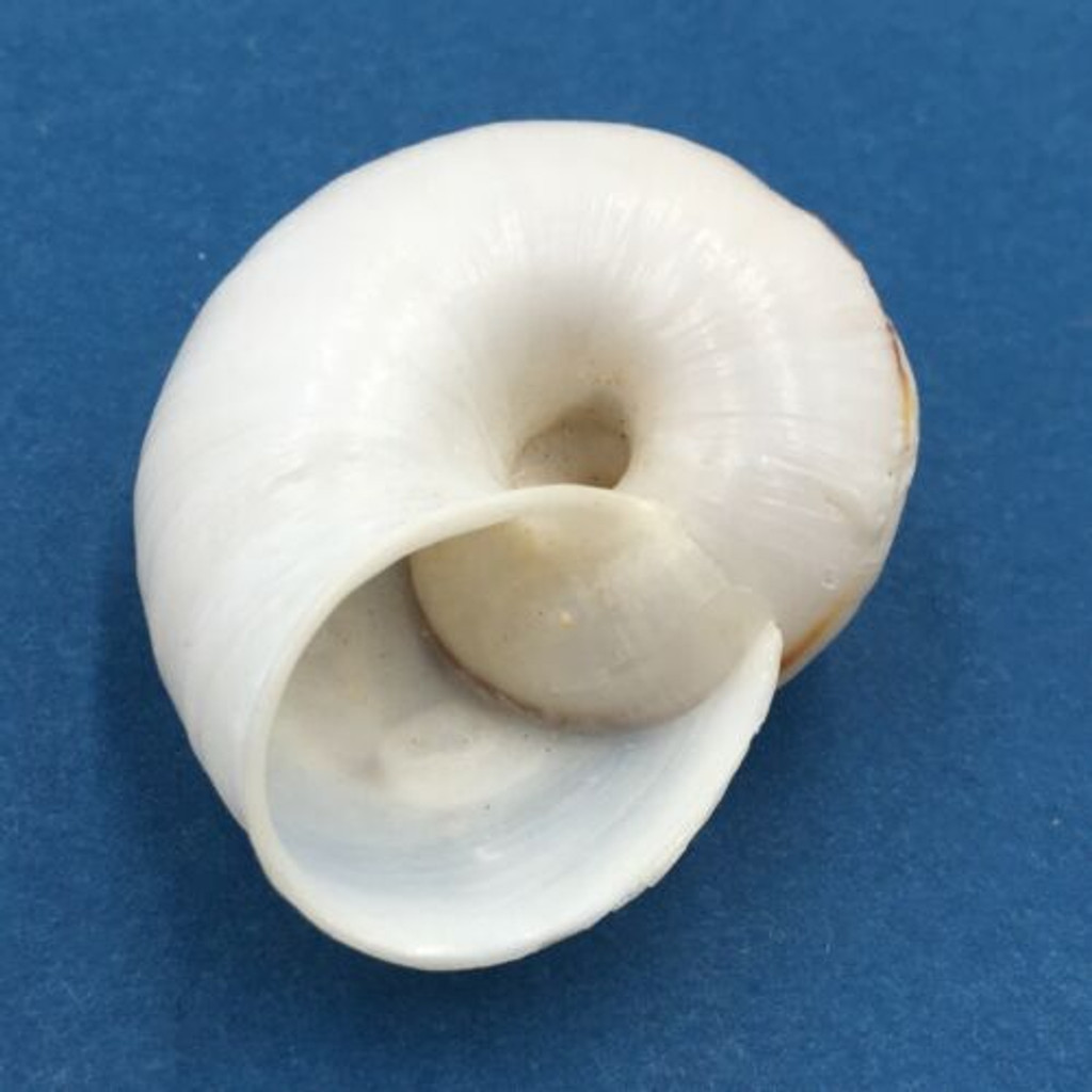 #7 Ampelita madecassina 41.8mm South East Madagascar, Among Leaf Litter Acavidae