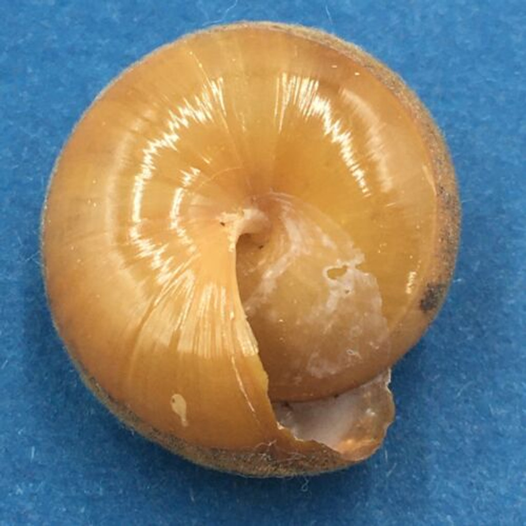 #1 Hemitrichiella brachytricha 22.3mm Luzon, Philippines, Chronidae