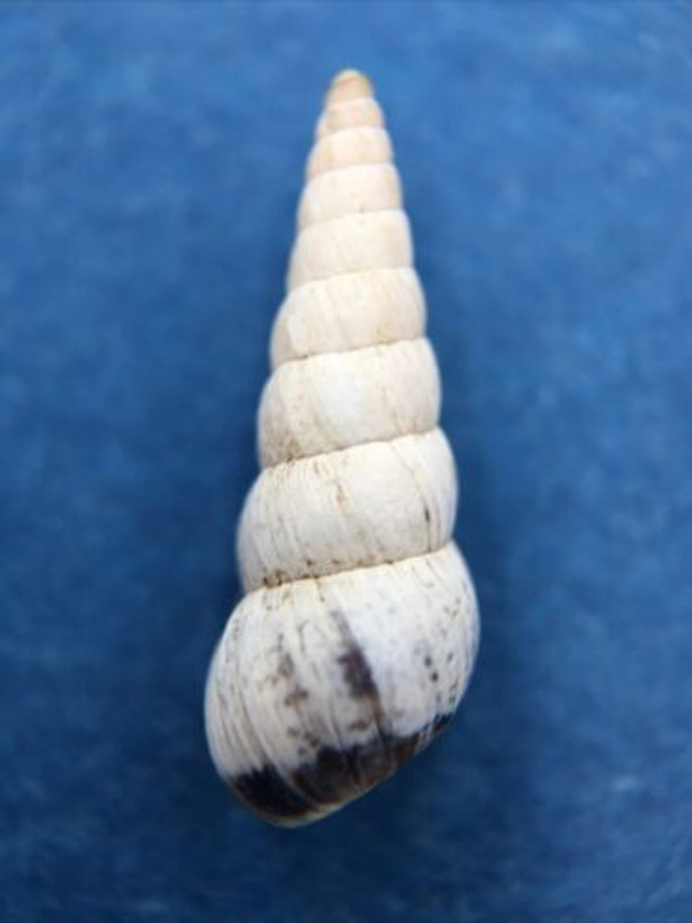 Cochlicella acuta 16mm Lagos, Algarve, Portugal On Fig Trees Geomitridae