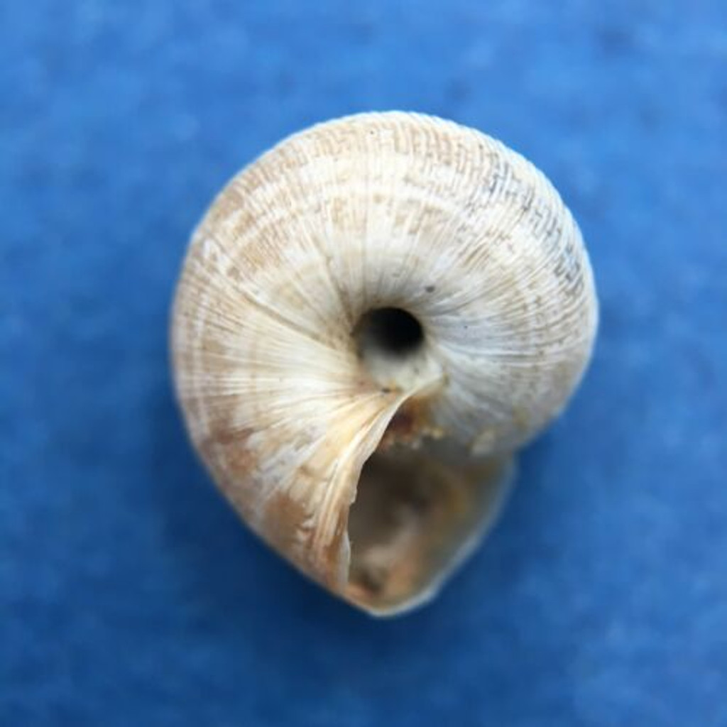 #1 Helicella profuga 10.5mm Belgium Geomitridae