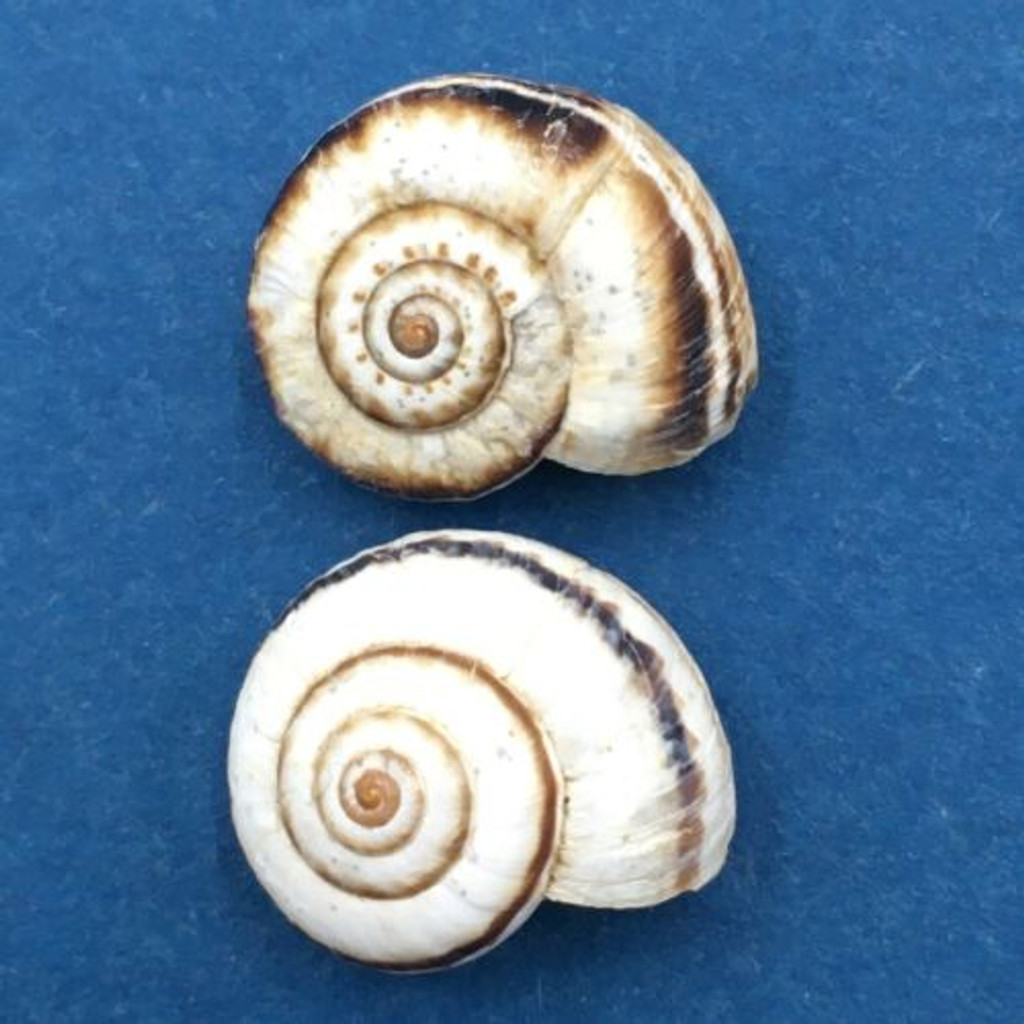 #2 Helicella sp. 13.6-14mm Ankara, Turkey, on bushes, 1987 Geomitridae