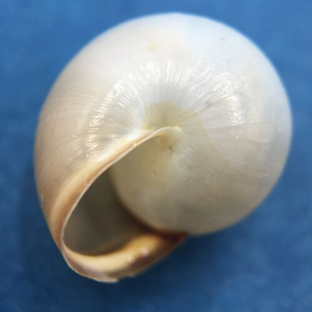 #9 Monacha cartusiana 13.6mm Turkey Hygromiidae