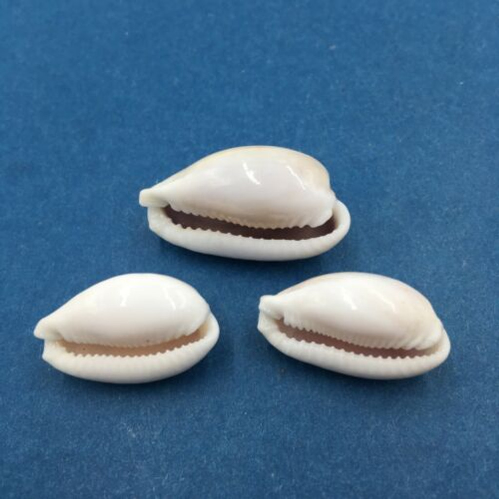 #43 Cypraea (Naria) Boivinii Set x3 21-27mm Netted, Negros Island, Philippines