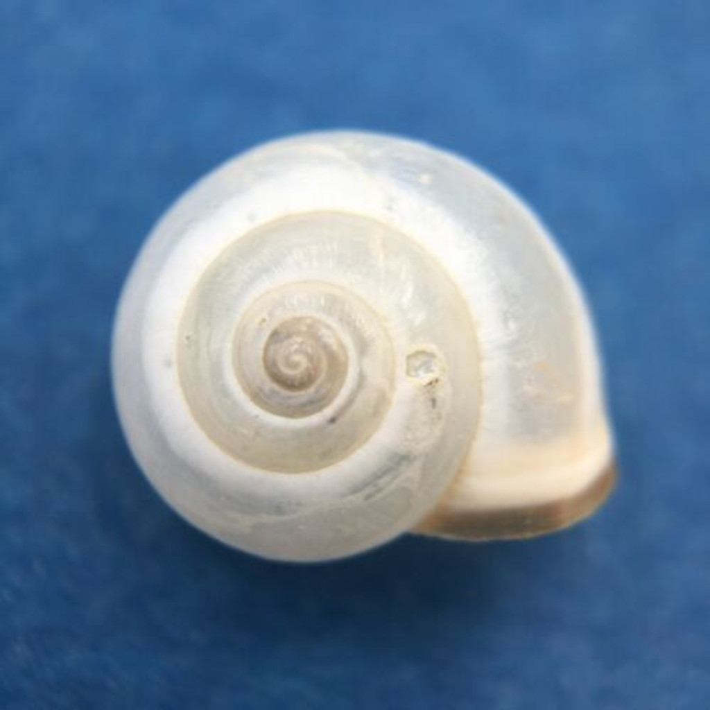 #3 Monacha syriaca 11.4mm Iskenderun, Turkey Hygromiidae