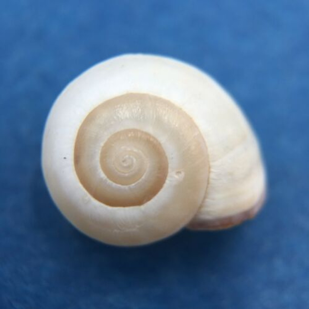 #7 Monacha syriaca 10.6mm Iskenderun, Turkey Hygromiidae