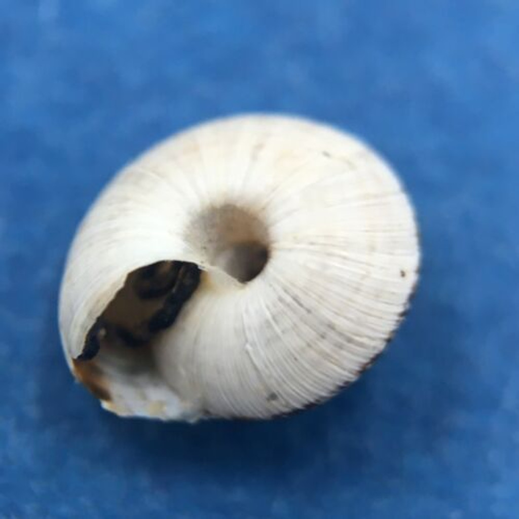 #1 Helicella caperata 6.3mm Tolaga Bay, New Zealand, Geomitridae