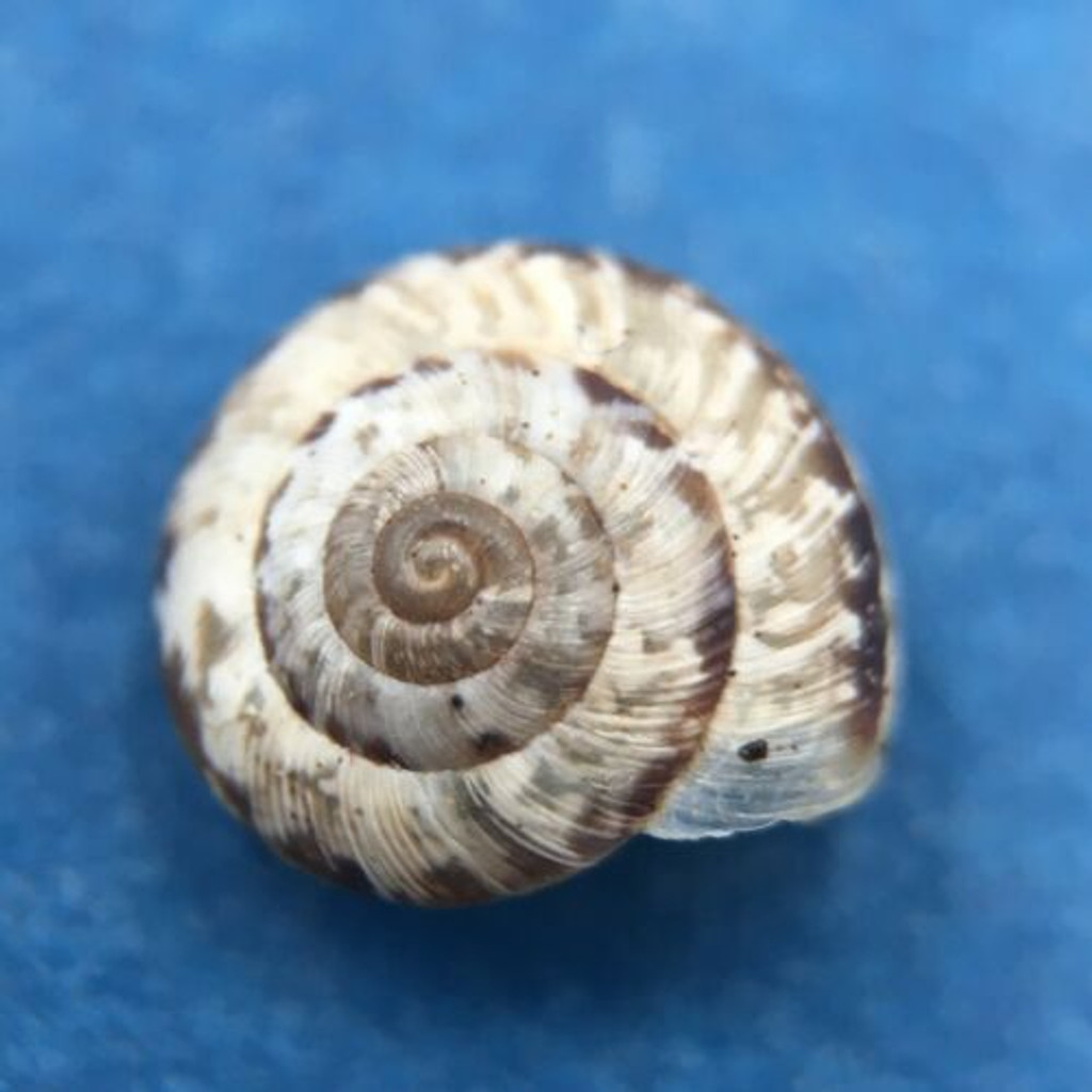 #3 Helicella caperata 6.7mm Tolaga Bay, New Zealand, Geomitridae