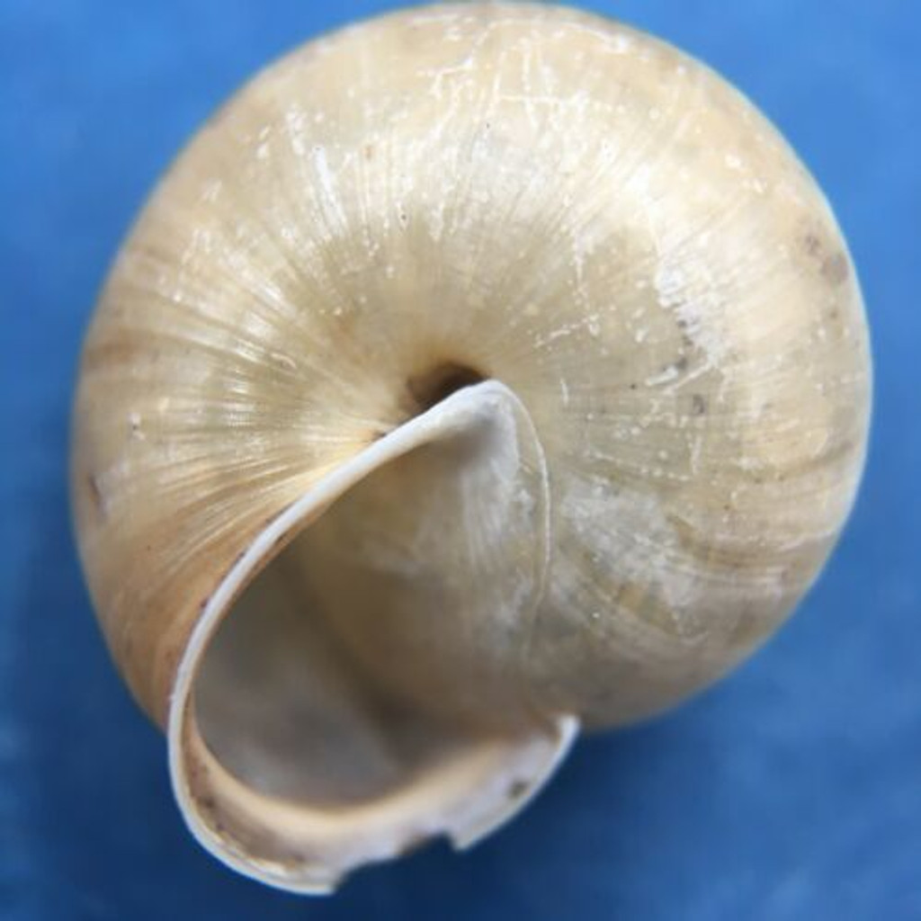 #5 Monachoides incarnatus 14.4mm By Lustin, Belgium, Under Litter, Hygromiidae