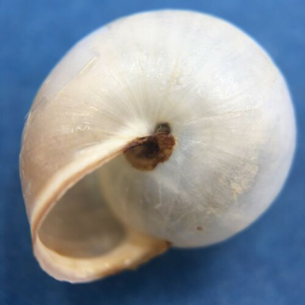 #3 Monacha cartusiana 14.6mm Turkey Hygromiidae