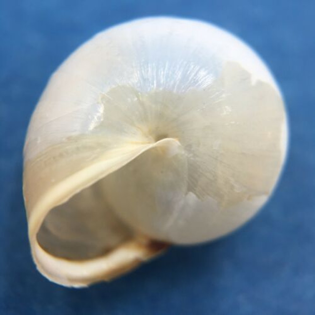 #4 Monacha cartusiana 14.2mm Turkey Hygromiidae