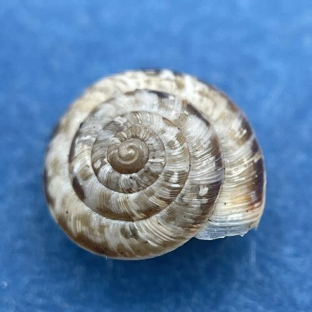 #4 Helicella caperata 7mm Tolaga Bay, New Zealand, Geomitridae