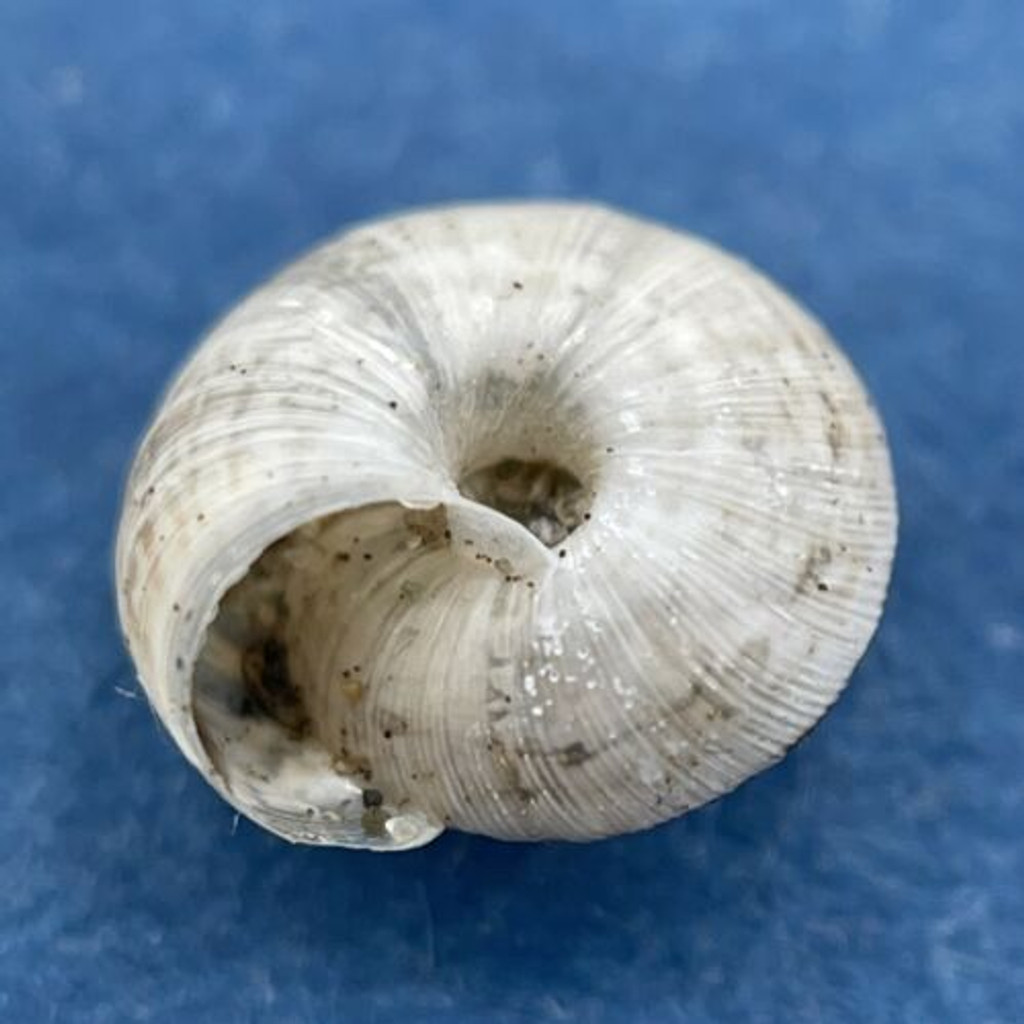 #5 Helicella caperata 6.4mm Tolaga Bay, New Zealand, Geomitridae