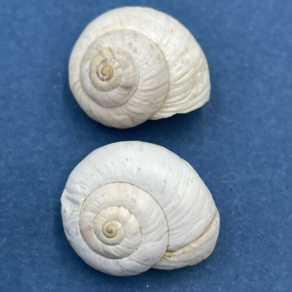 #7 Theba pisana 19.1-20.5mm Monastir, Tunisia, On Sand Under Plants Helicidae