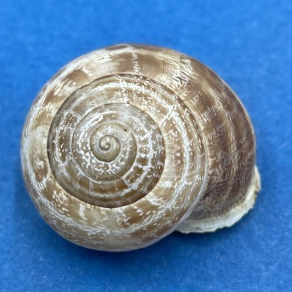 #10 Eobania vermiculata 27.5mm Monastir, Tunisia, On Sand Under Plants Helicidae