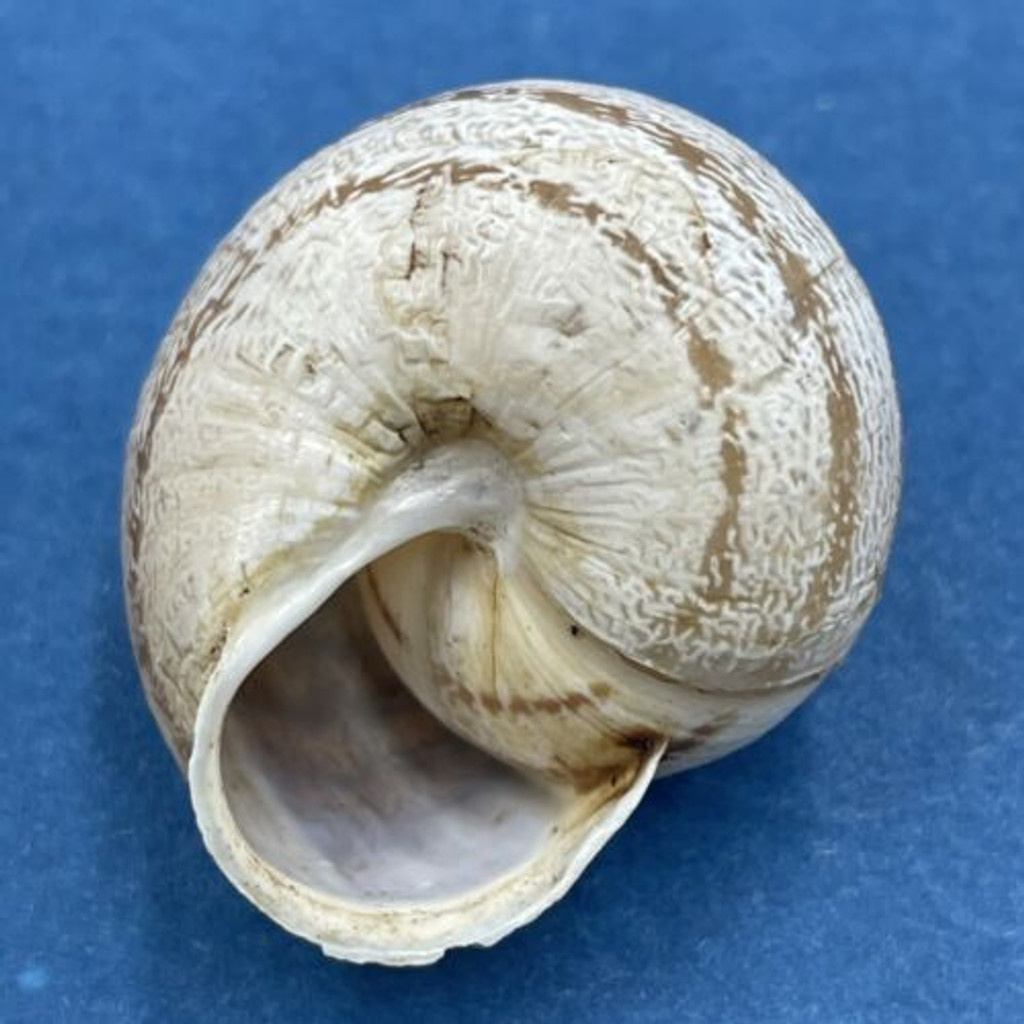 #14 Eobania vermiculata 26.2mm Monastir, Tunisia, On Sand Under Plants Helicidae