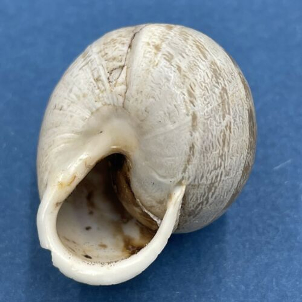 #17 Eobania vermiculata 28.5mm Monastir, Tunisia, On Sand Under Plants Helicidae