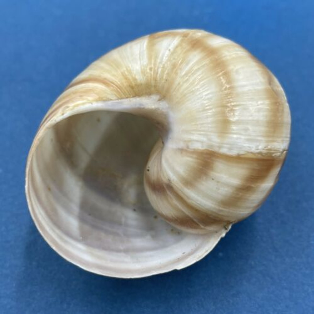 #2 Helix lucorum 51.5mm Greece Helicidae