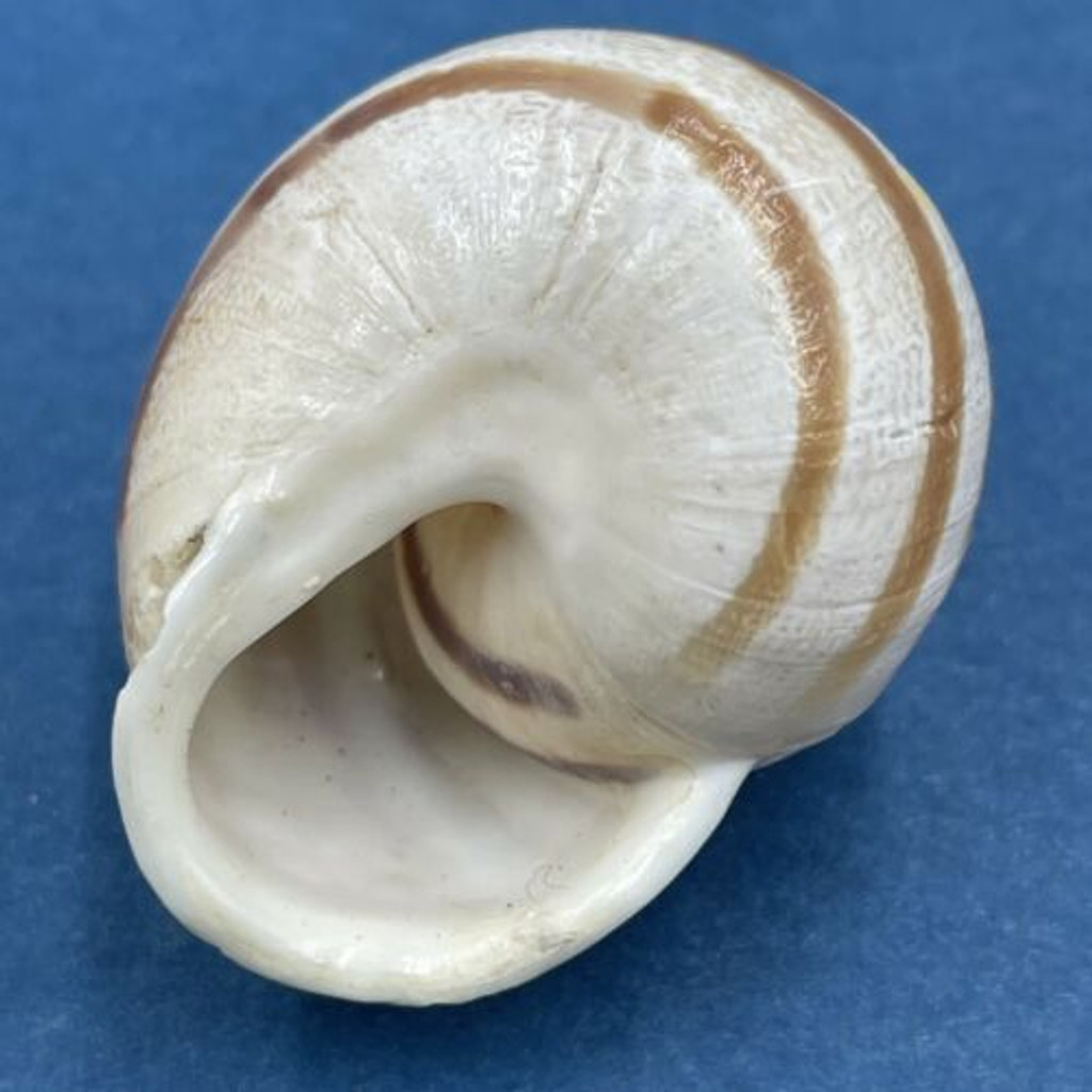 #3 Eobania vermiculata 31.8mm Monastir, Tunisia, On Sand Under Plants Helicidae