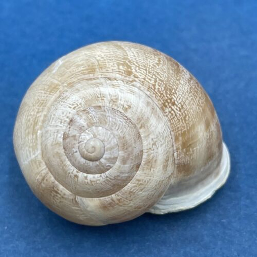 #5 Eobania vermiculata 30.3mm Monastir, Tunisia, On Sand Under Plants Helicidae