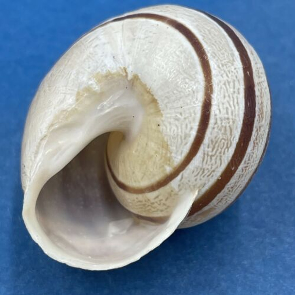 #6 Eobania vermiculata 32mm Monastir, Tunisia, On Sand Under Plants Helicidae