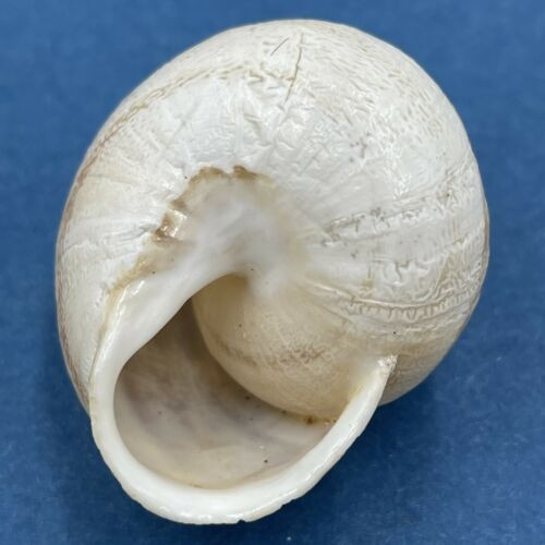 #8 Eobania vermiculata 31.7mm Monastir, Tunisia, On Sand Under Plants Helicidae