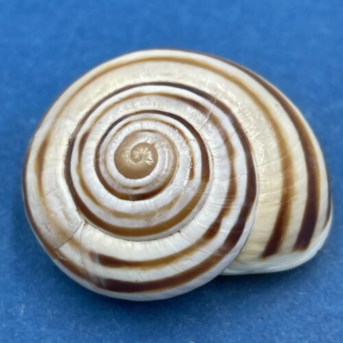 #4 Loxana lechatelieri 27.2mm Morocco Helicidae