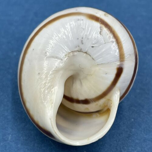 #4 Loxana lechatelieri 27.2mm Morocco Helicidae