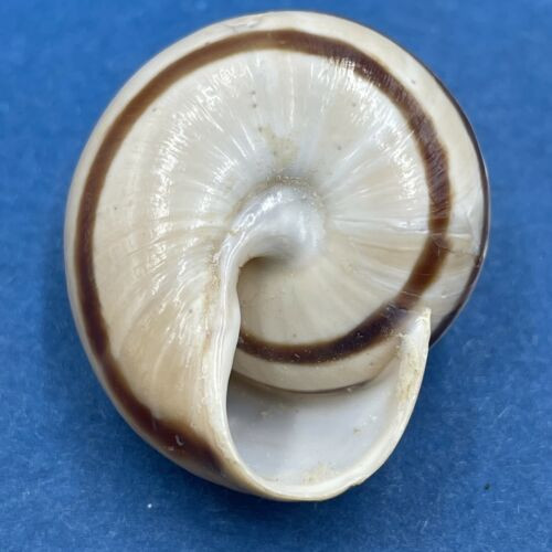 #6 Loxana lechatelieri 28.1mm Morocco Helicidae