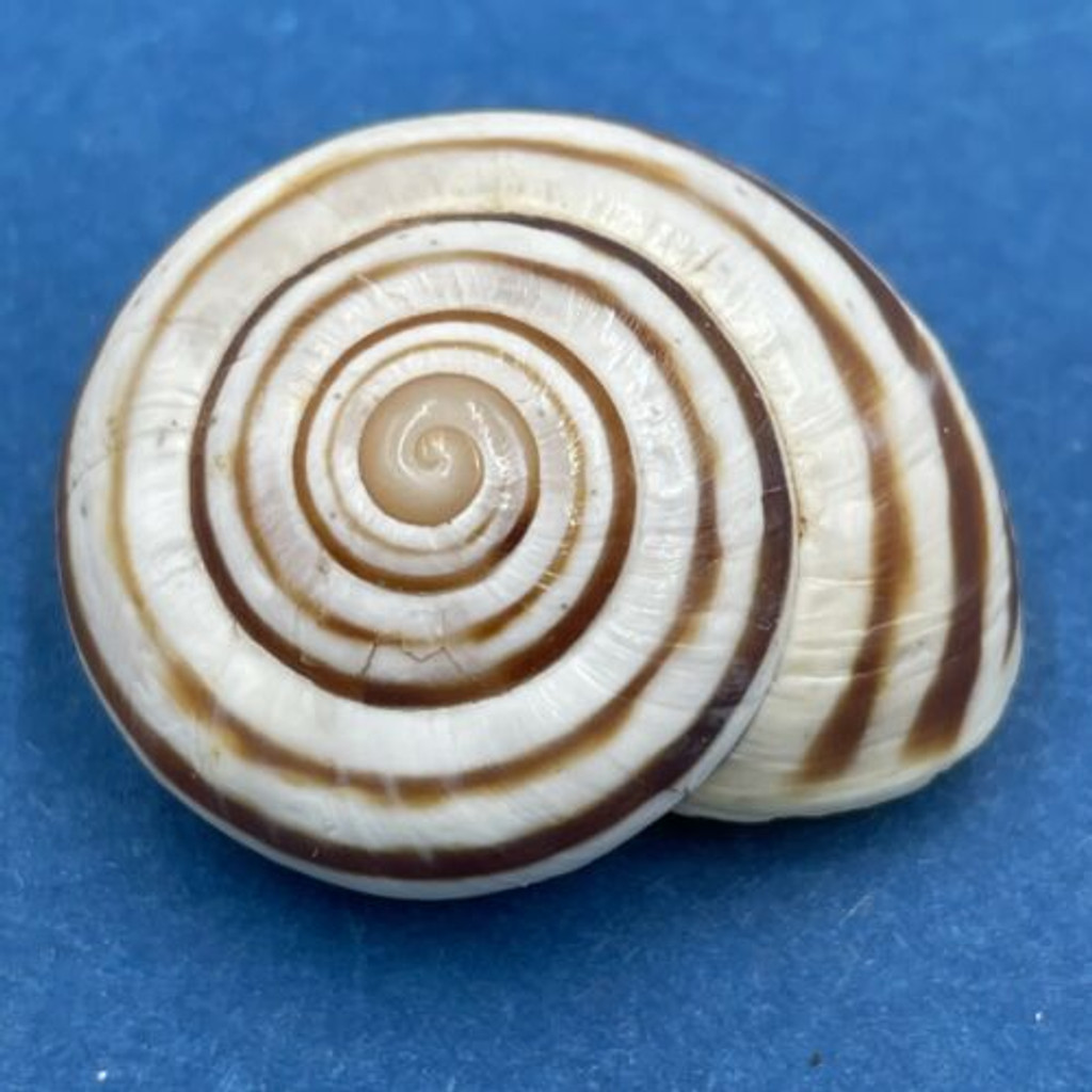 #7 Loxana lechatelieri 27.2mm Morocco Helicidae