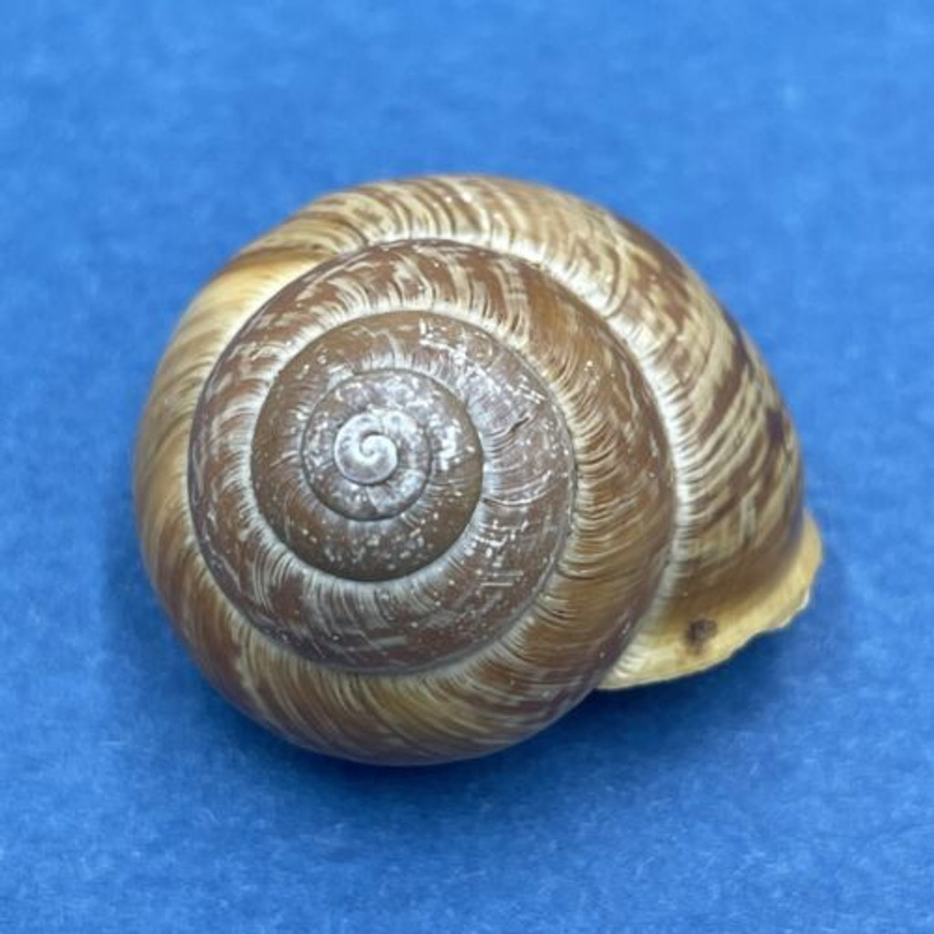 #1 Arianta arbustorum 22.6mm Bardonecchia, Italy Helicidae