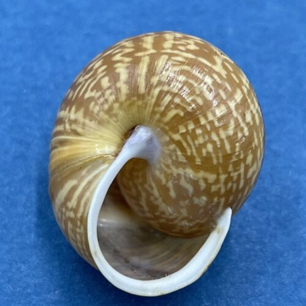 #2 Arianta arbustorum 23.2mm Bardonecchia, Italy Helicidae