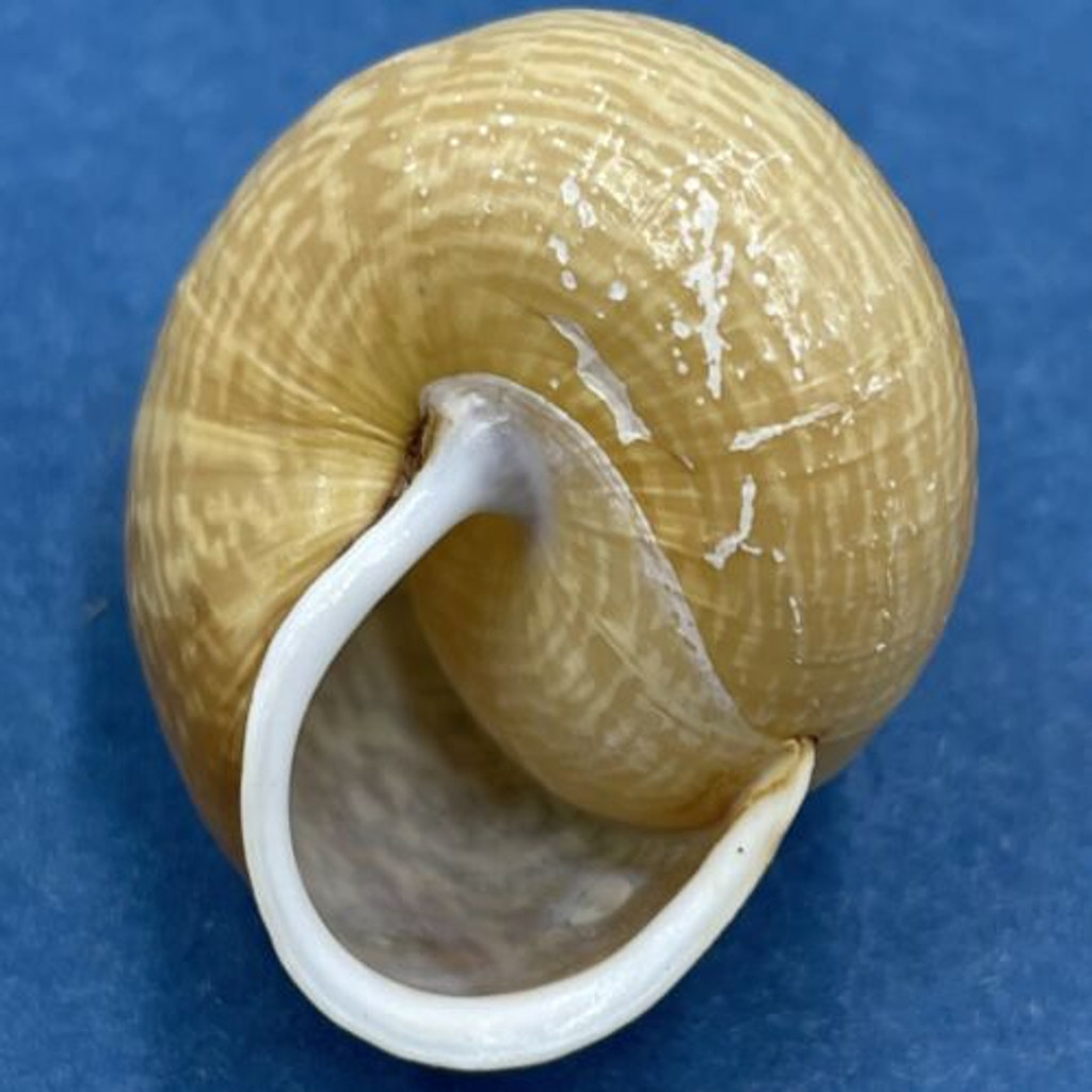 #3 Arianta arbustorum 25.2mm Bardonecchia, Italy Helicidae