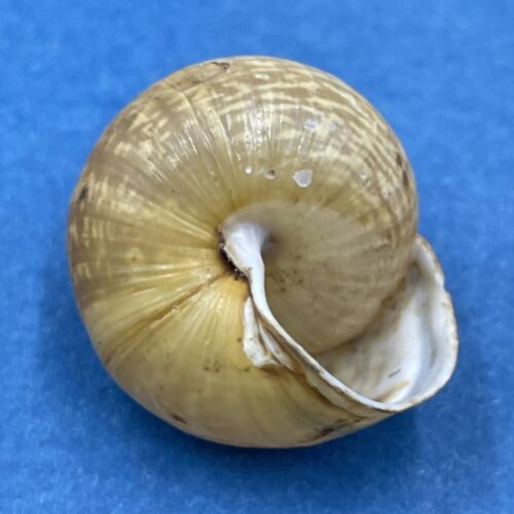 #6 Arianta arbustorum 19.7mm Bardonecchia, Italy Helicidae