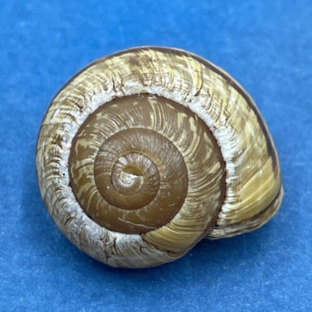 #11 Arianta arbustorum 19.3mm Bardonecchia, Italy Helicidae