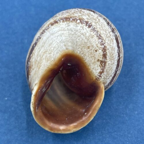 #26 Eobania vermiculata 29.5mm Galveston, Texas, On Oleander Bushes Helicidae