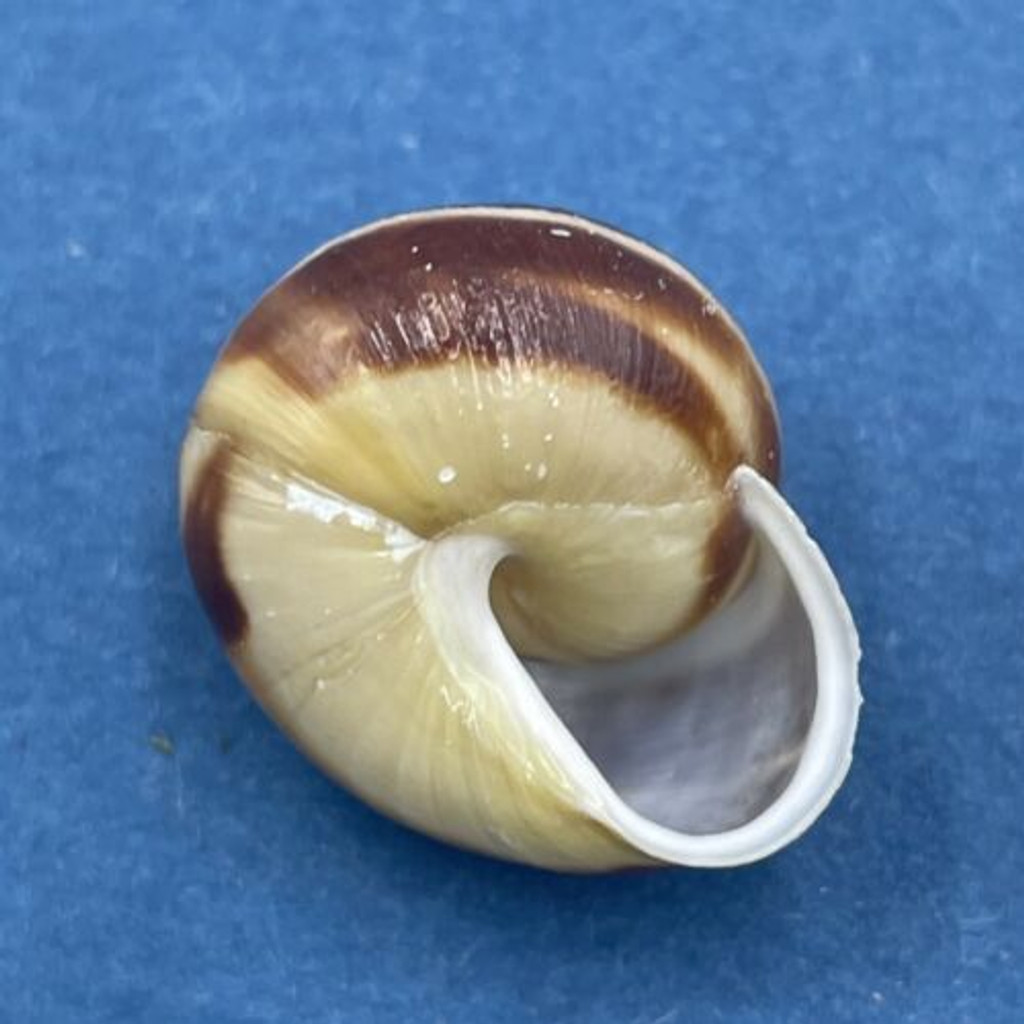 #1 Cepaea hortensis 20.8mm Gniewkowo, Poland, In Bushes Helicidae