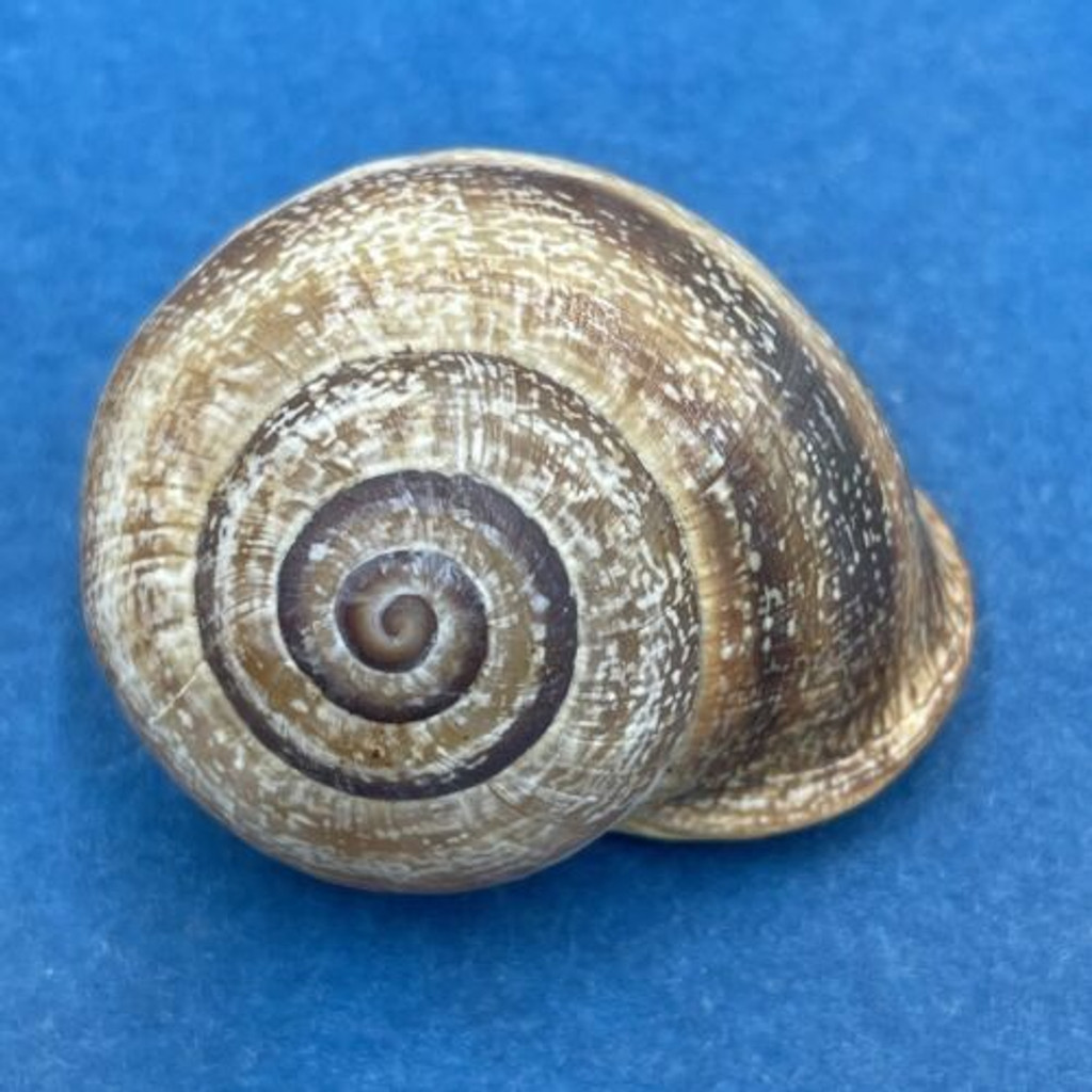 #8 Otala lactea 28.7mm Mar del Plata, Argentina Helicidae