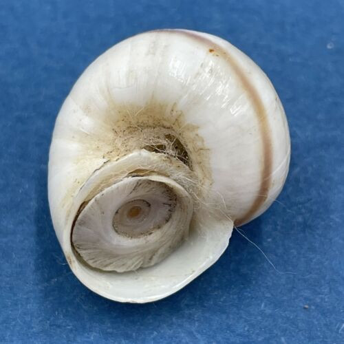 #10 Tropidophora philippiana W/O 22.1mm Madagascar Pomatiidae