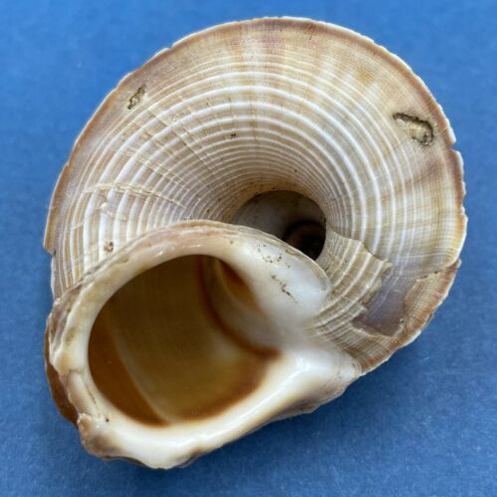 #3 Tropidophora cuvieriana 48.7mm Ankarana, Madagascar Pomatiidae