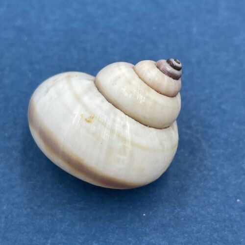 #5 Tropidophora philippiana 24.5mm Madagascar Pomatiidae