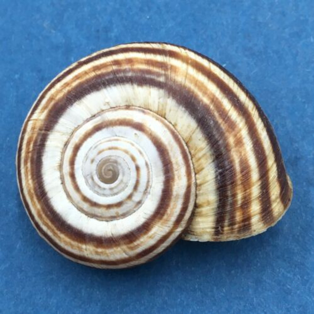 #1 Euhadra strictotaenia 31.3mm South Gansu, China, Camaenidae