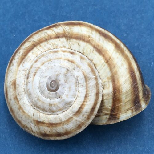 #3 Euhadra strictotaenia 33.1mm South Gansu, China, Camaenidae