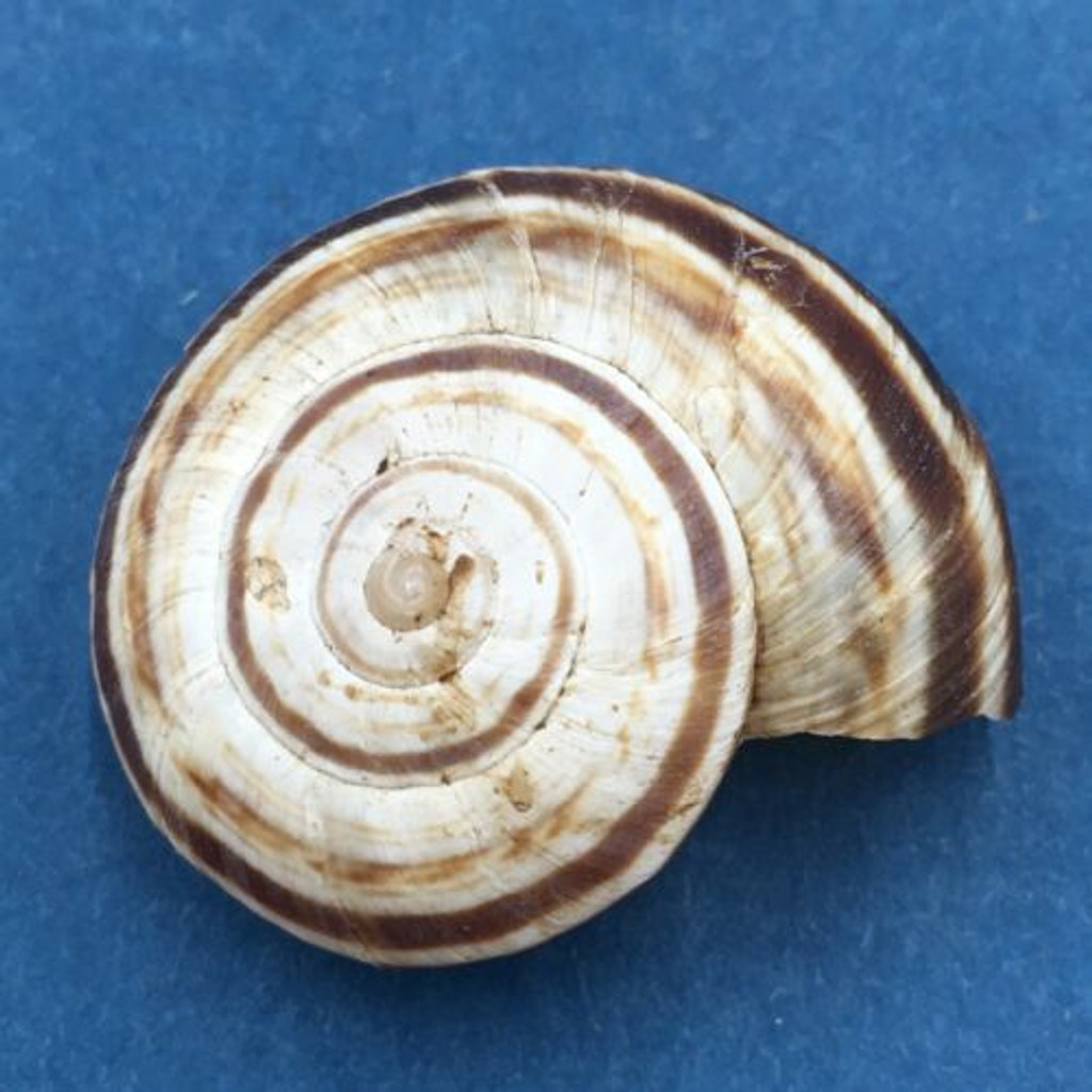 #4 Euhadra strictotaenia 31mm South Gansu, China, Camaenidae